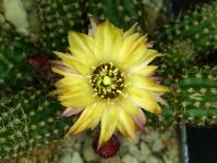 Thumbnail of 2298_Chamaecereus Hybride Lincoln Crown_20230610(1).JPG